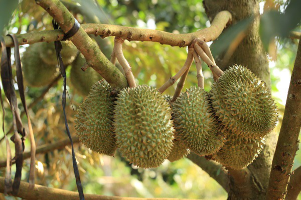 Nguyên nhân sầu riêng chậm lớn và cách khắc phục hiệu quả