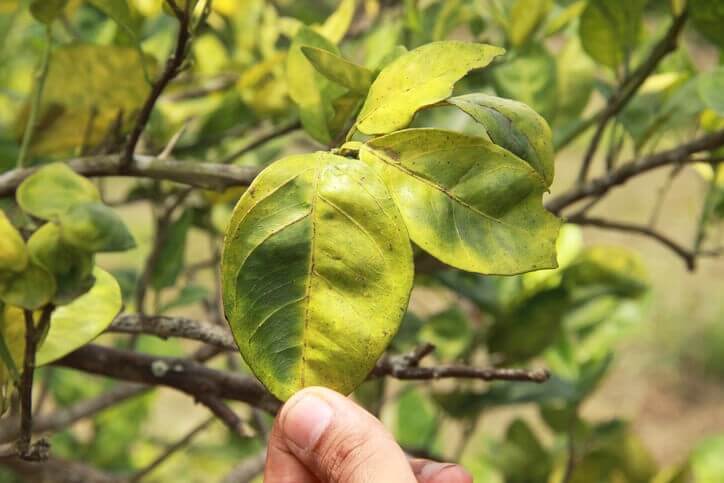 Xử lý cây trồng bị sốc khi thay đổi thời tiết đột ngột