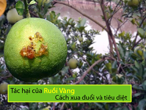 Giới thiệu về Ruồi vàng, Tác hại hại và cách xua đuổi tiêu diệt ruồi vàng