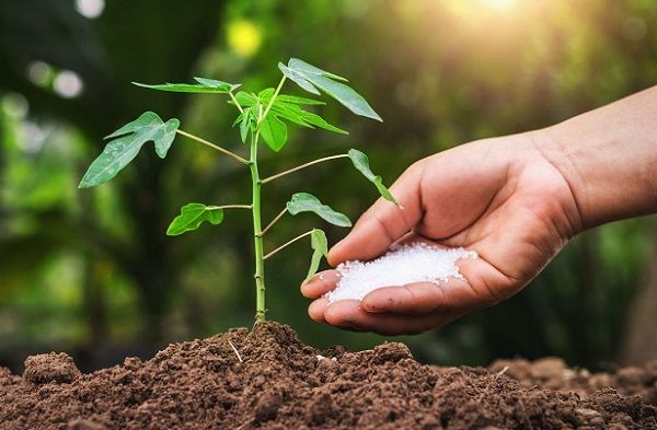 Tại sao càng bón phân cây càng còi cọc, kém phát triển?