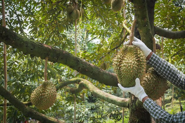 Hướng dẫn kỹ thuật thu hoạch sầu riêng hiệu quả, đạt chất lượng cao