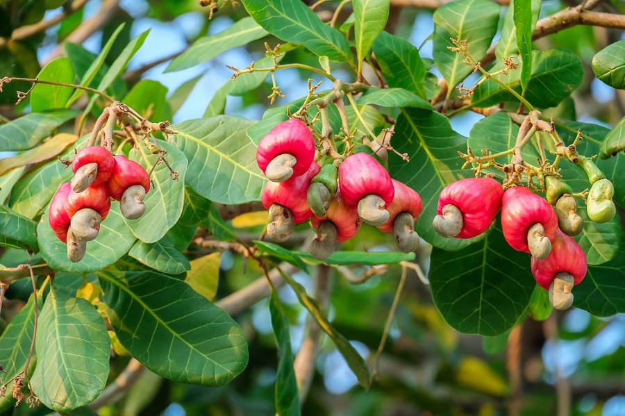 Những giống điều vàng giúp nông dân hái ra tiền