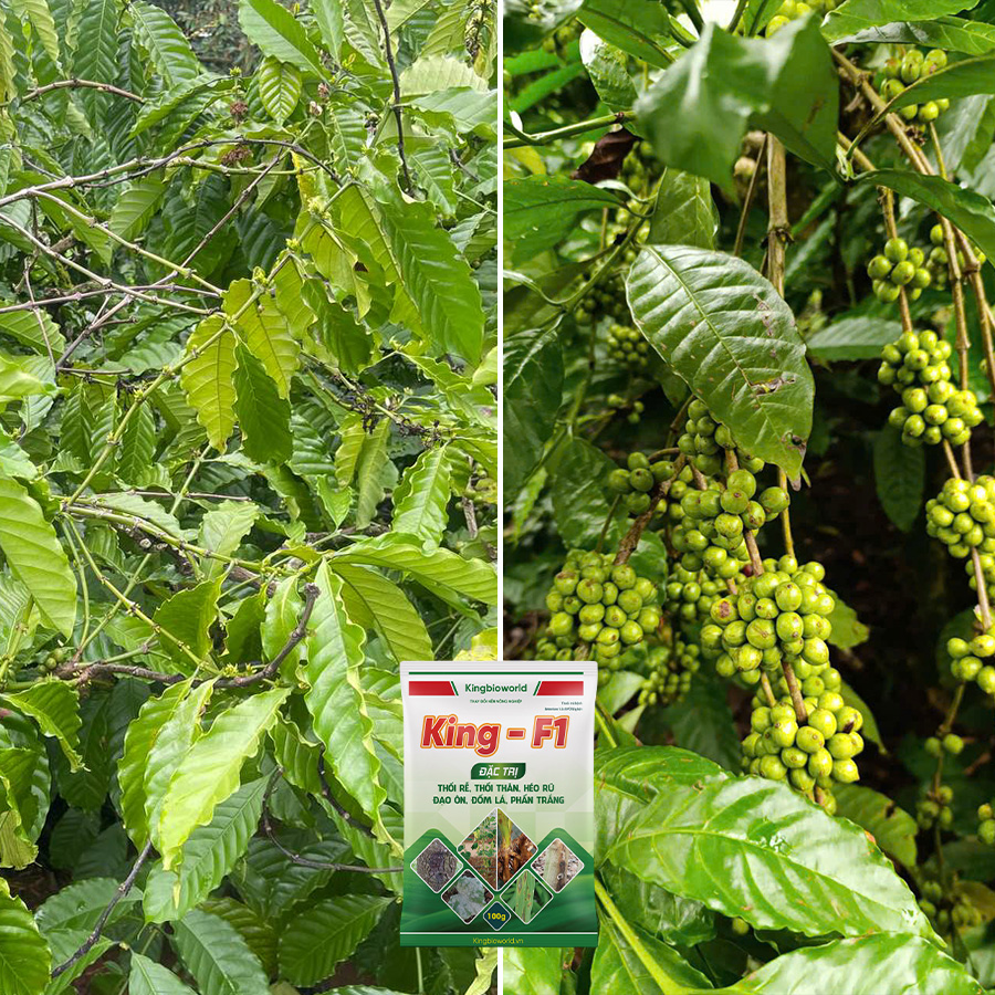 King F1 – Giải pháp trị nấm cà phê hiệu quả nhanh, an toàn, bền vững