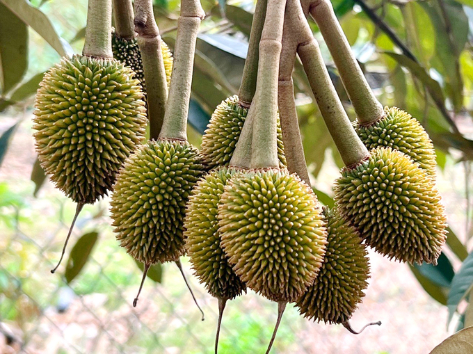 Bí quyết giúp xanh da trái sầu riêng hiệu quả