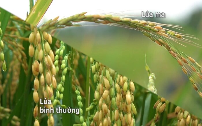 Bí quyết xử lý lúa ma, lúa lộn hiệu quả giúp ruộng sạch, lúa khỏe