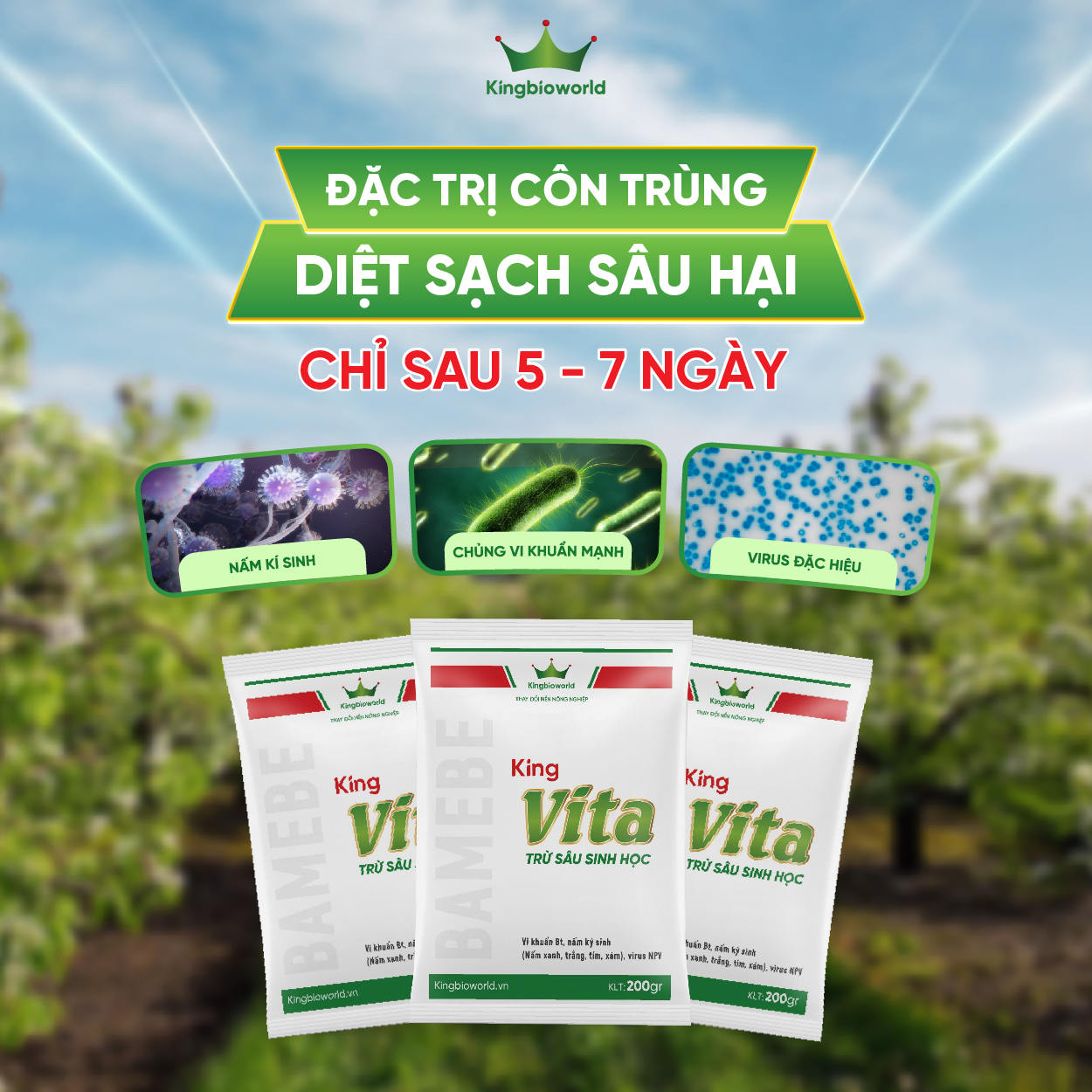 King Vita - Diệt côn trùng sinh học, cắt đứt vòng đời của côn trùng gây hại