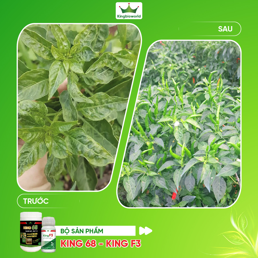 Combo Trị Xoăn Ngọn, Xoăn Đọt, Khảm Lá, Sượng Trái, Phục Hồi Cây Bệnh