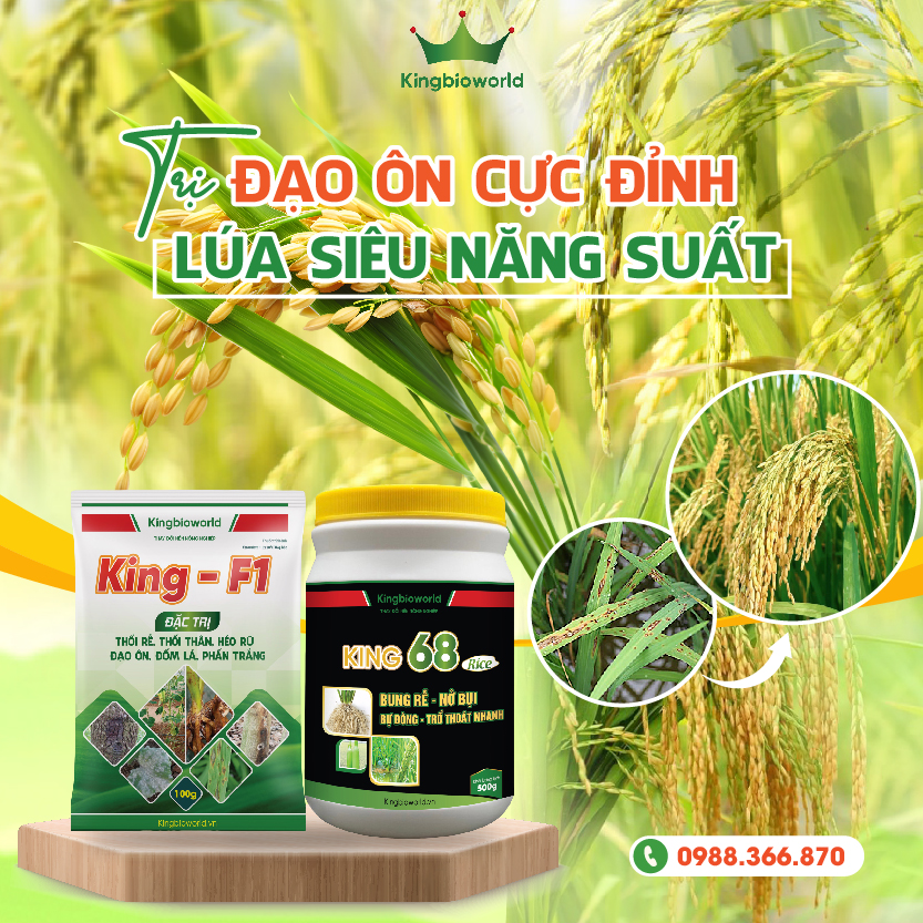 Combo đặc trị đạo ôn, thối rễ, thối thân, bạc lá trên cây lúa King F1 - King 68 Combo đặc trị đạo ôn, thối rễ, thối thân, bạc lá trên cây lúa King F1 - King 68