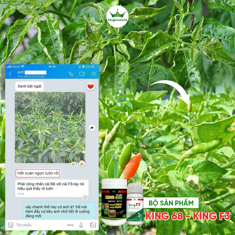 Combo Trị Xoăn Ngọn, Xoăn Đọt, Khảm Lá, Sượng Trái, Phục Hồi Cây Bệnh