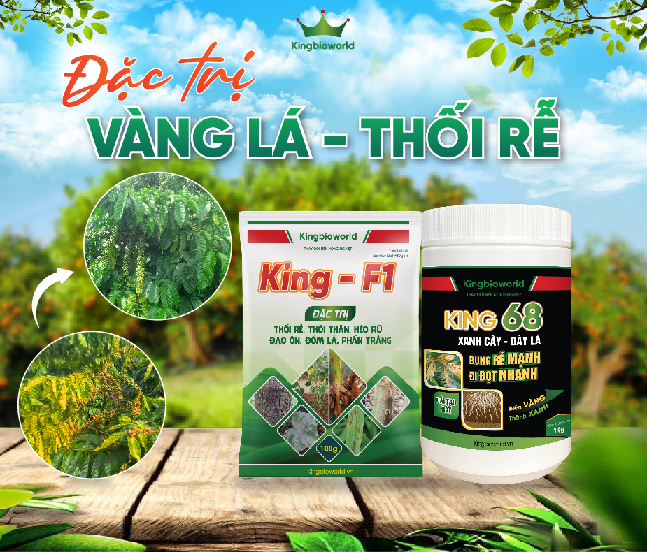 Combo Đặc Trị Vàng Lá - Thối Rễ: King F1 - King 68 Combo Đặc Trị Vàng Lá - Thối Rễ: King F1 - King 68