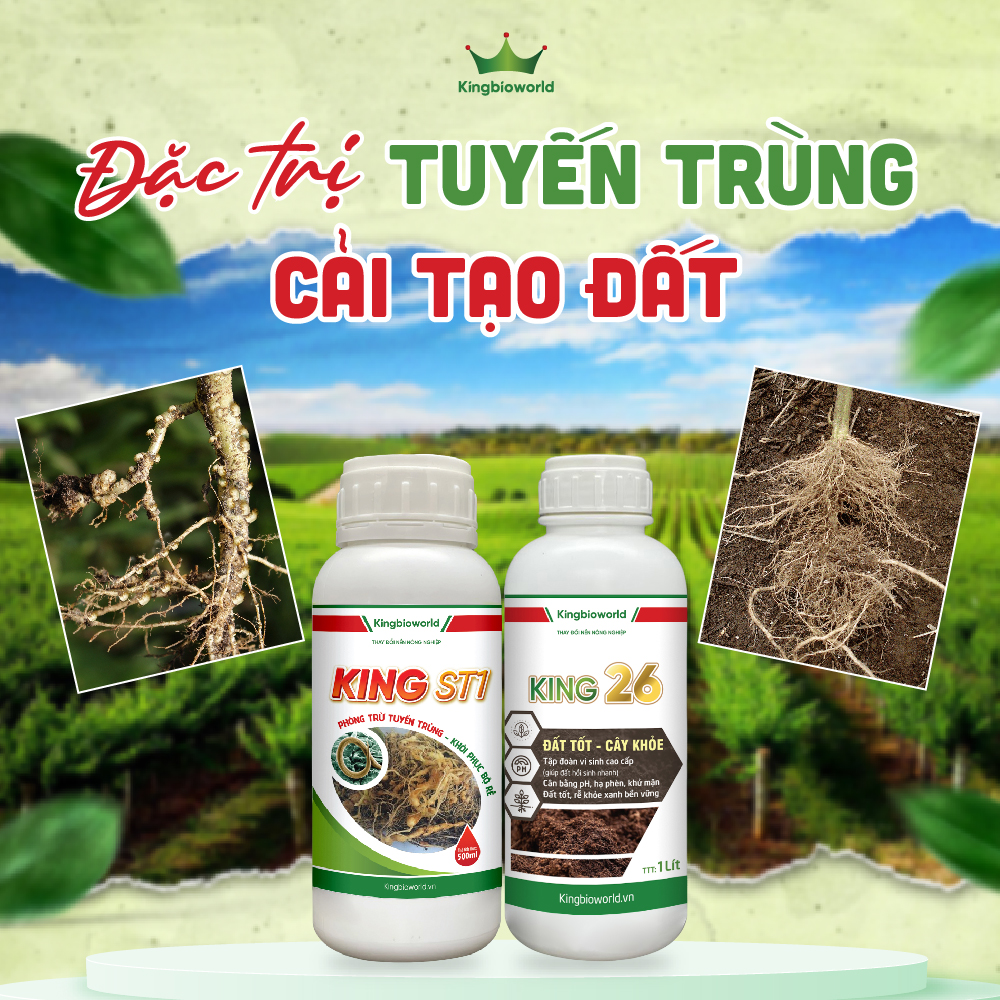 Combo Đặc trị Tuyến trùng - Cải tạo đất: King ST1 - King 26 Combo Đặc trị Tuyến trùng - Cải tạo đất: King ST1 - King 26