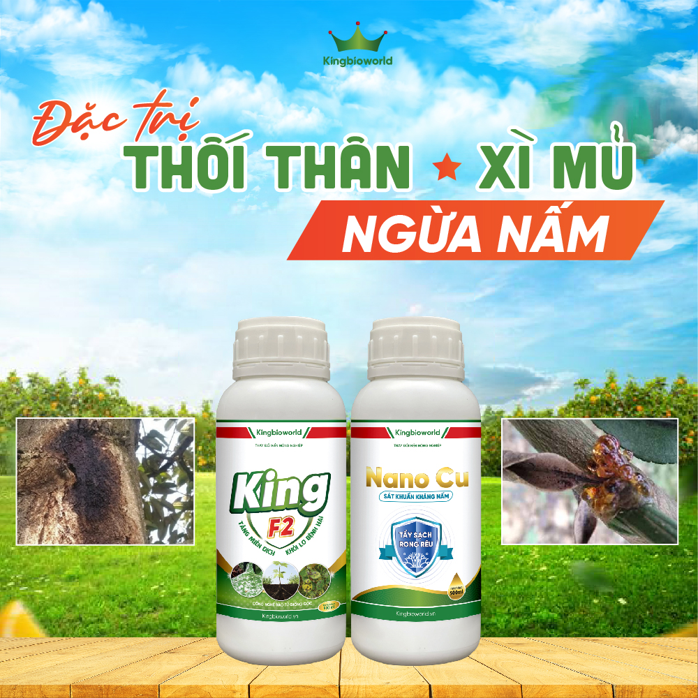 Combo Đặc trị Thối thân Xì mủ - Ngừa nấm: King F2 - King Nano Cu