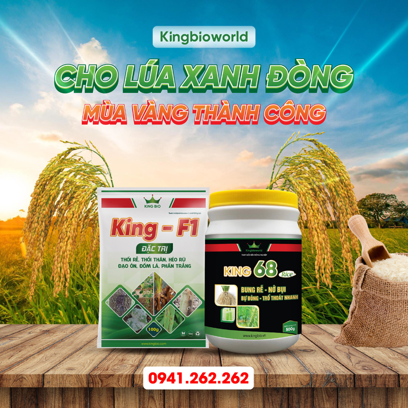 Bộ đôi King F1, King 68 Rice đặc trị đạo, thối rễ, thối thân, bạc lá trên cây lúa