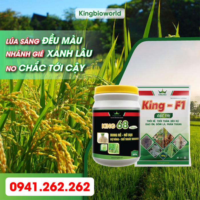 Bộ đôi King F1, King 68 Rice đặc trị đạo, thối rễ, thối thân, bạc lá trên cây lúa