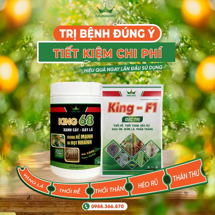 Combo Đặc Trị Vàng Lá - Thối Rễ: King F1 - King 68