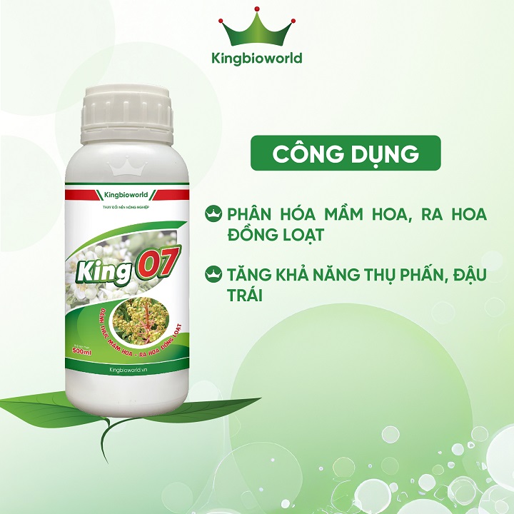 King 07 - Phân hóa mầm hoa, ra hoa đồng loạt, tăng khả năng thụ phấn