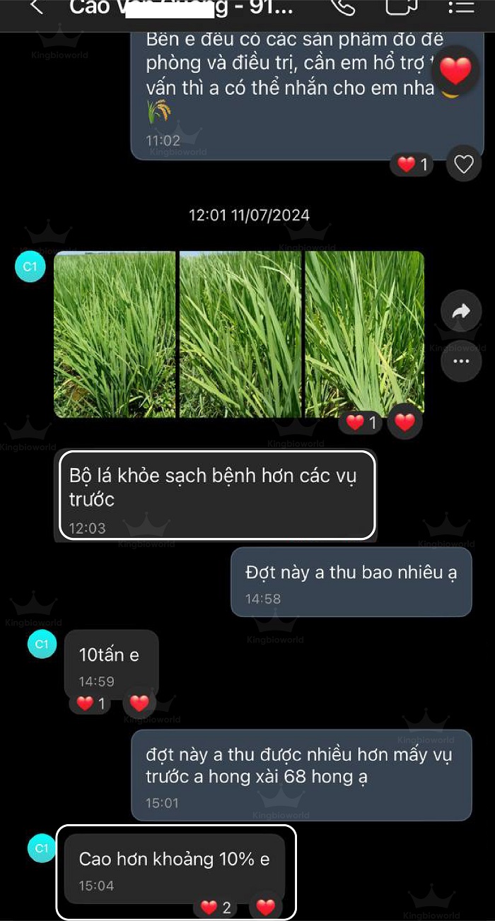King 68 Rice - Kích rễ mạnh, đẻ nhánh nhanh, bự đòng, cứng cây, hạn chế đổ ngã