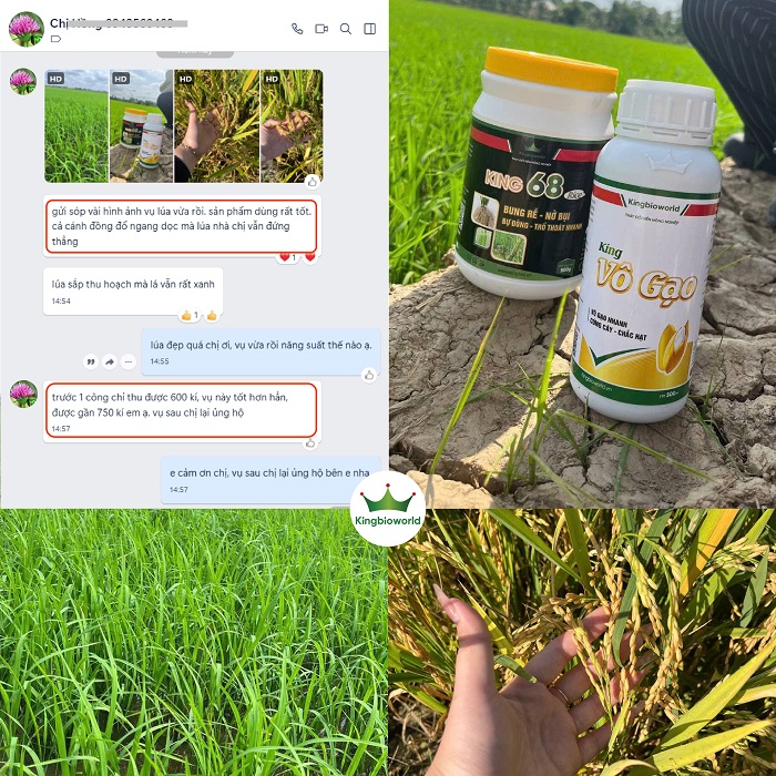 King 68 Rice - Kích rễ mạnh, đẻ nhánh nhanh, bự đòng, cứng cây, hạn chế đổ ngã