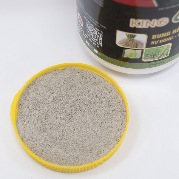 King 68 Rice - Kích rễ mạnh, đẻ nhánh nhanh, bự đòng, cứng cây, hạn chế đổ ngã