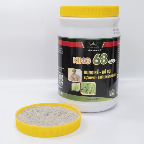 King 68 Rice - Kích rễ mạnh, đẻ nhánh nhanh, bự đòng, cứng cây, hạn chế đổ ngã