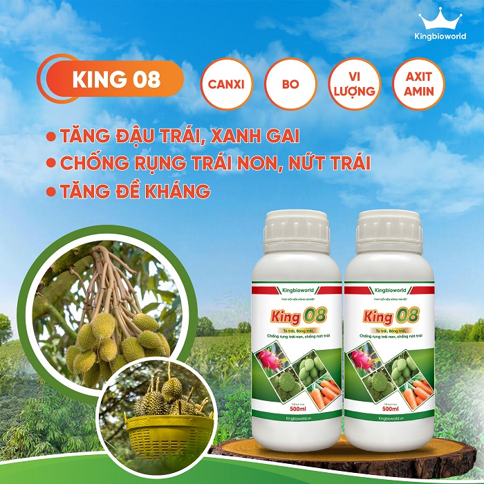 King 08 - Tăng tỷ lệ đậu trái, chống rụng trái non, xanh gai, chống nứt vỡ trái