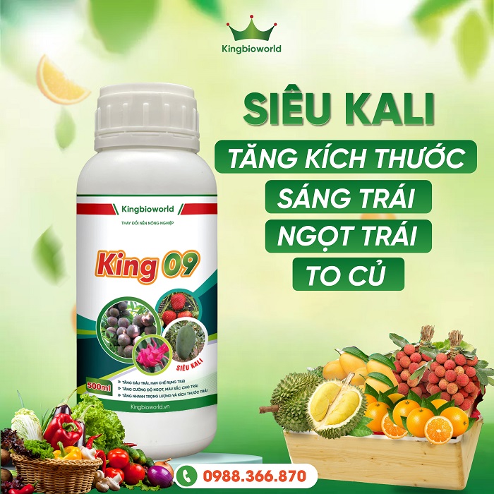 King 09 - Tăng kích thước trái (củ), tăng độ ngọt, đẹp trái