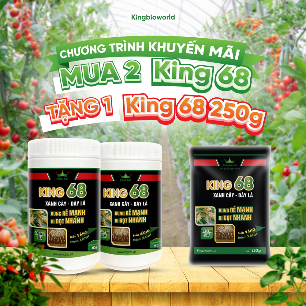 King 68 - Thuốc siêu kích rễ, bung rễ mạnh, ra đọt nhanh, xanh cây dầy lá, phục hồi cây yếu, cải tạo đất