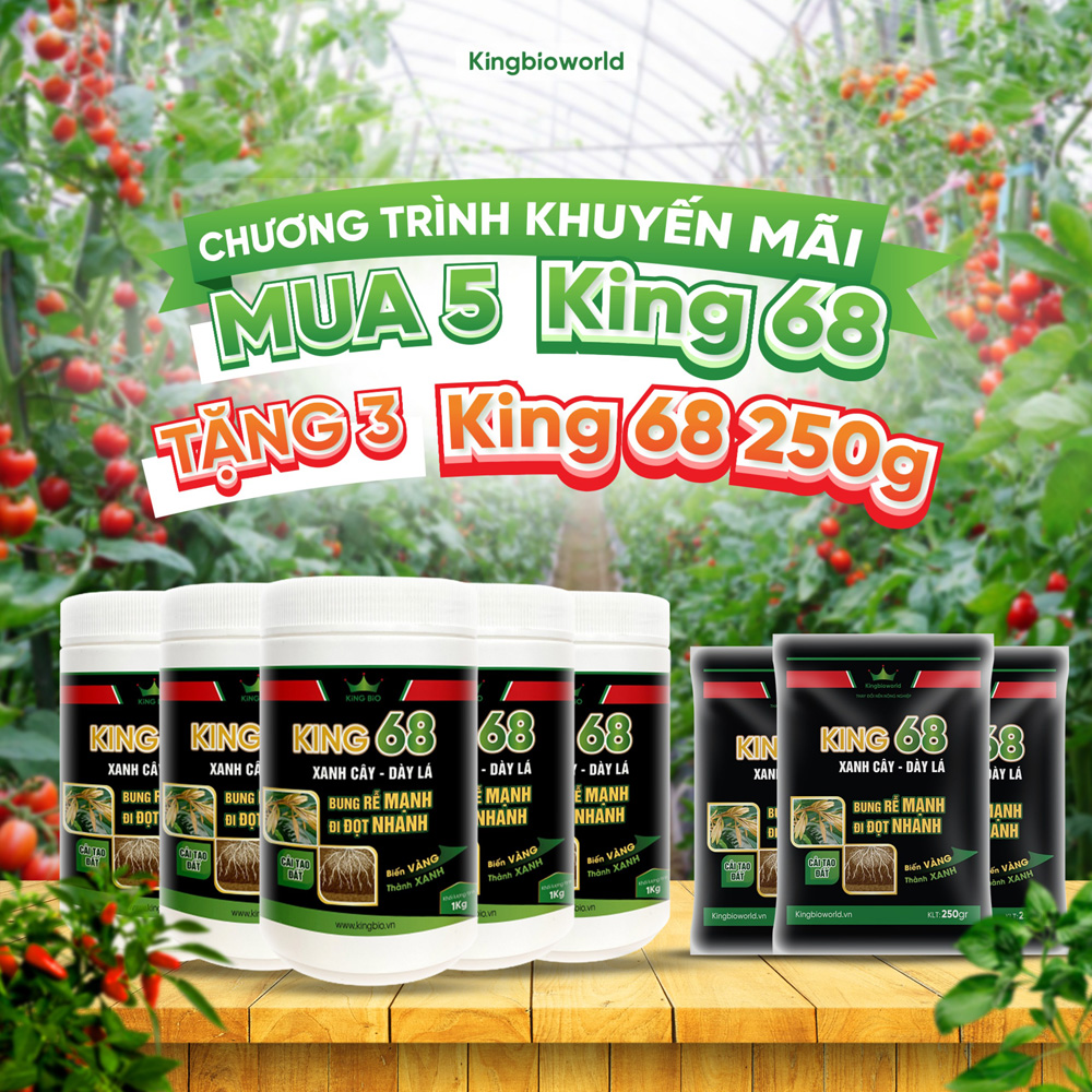 King 68 - Thuốc siêu kích rễ, bung rễ mạnh, ra đọt nhanh, xanh cây dầy lá, phục hồi cây yếu, cải tạo đất