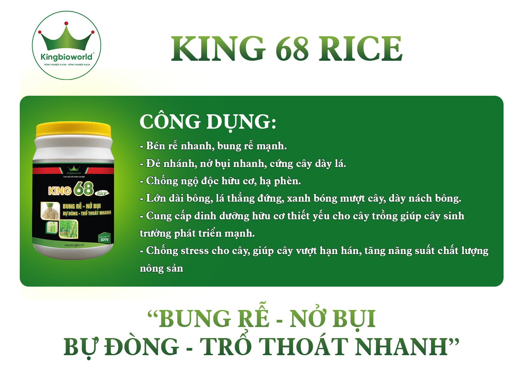 King 68 Rice - Thuốc kích rễ, Nở bụi to, đẻ nhánh nhanh, kích to đòng, bự đòng trổ thoát nhanh