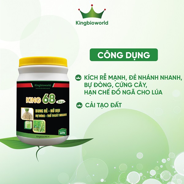 King 68 Rice - Kích rễ mạnh, đẻ nhánh nhanh, bự đòng, cứng cây, hạn chế đổ ngã