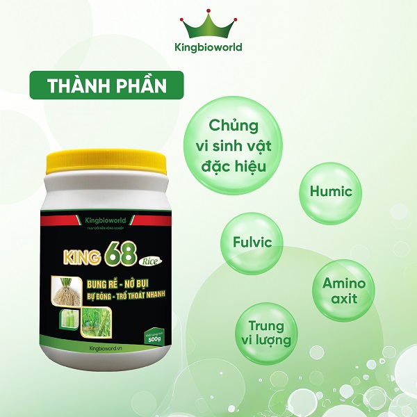 King 68 Rice - Kích rễ mạnh, đẻ nhánh nhanh, bự đòng, cứng cây, hạn chế đổ ngã