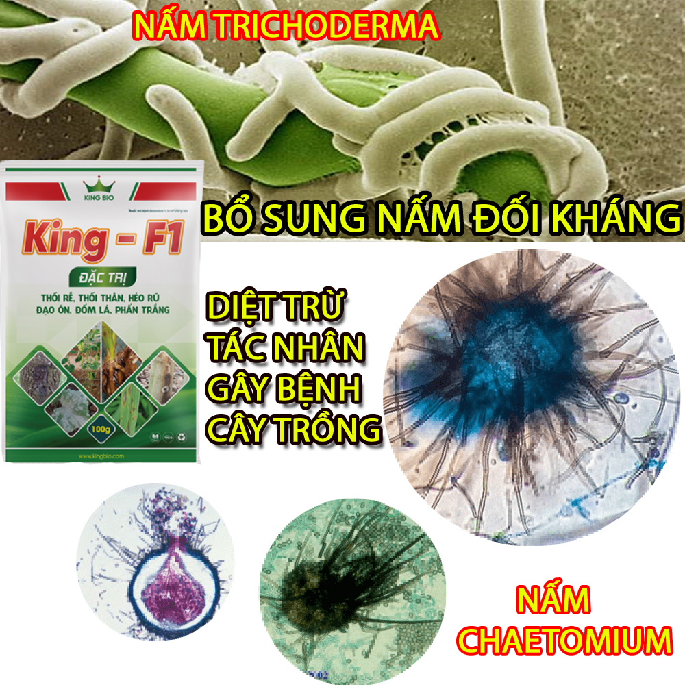 King F1 - Trị thối rễ, thối thân, héo rũ, đạo ôn, đốm lá, phấn trắng.