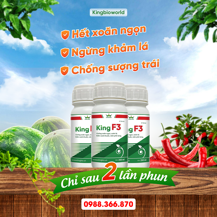 King F3 - Đặc trị xoăn lá, xoăn ngọn, khảm lá, thối nhũn, thán thư, sương mai