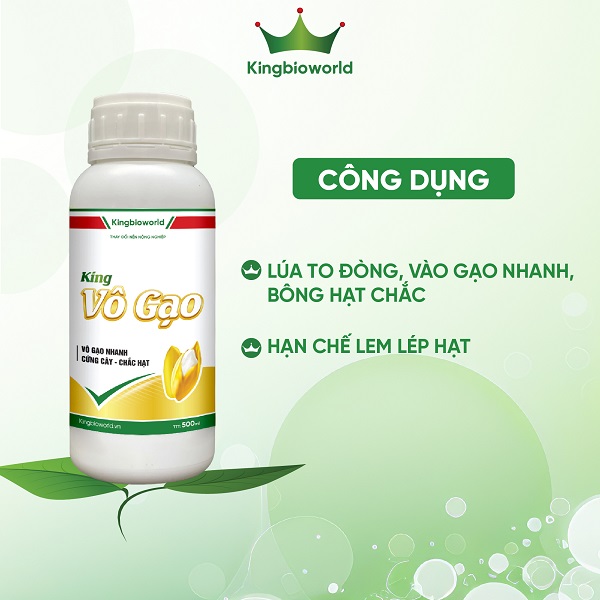 King Vô Gạo - To đòng, vào gạo nhanh, bông chắc hạt mẩy