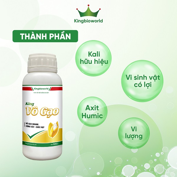 King Vô Gạo - To đòng, vào gạo nhanh, bông chắc hạt mẩy