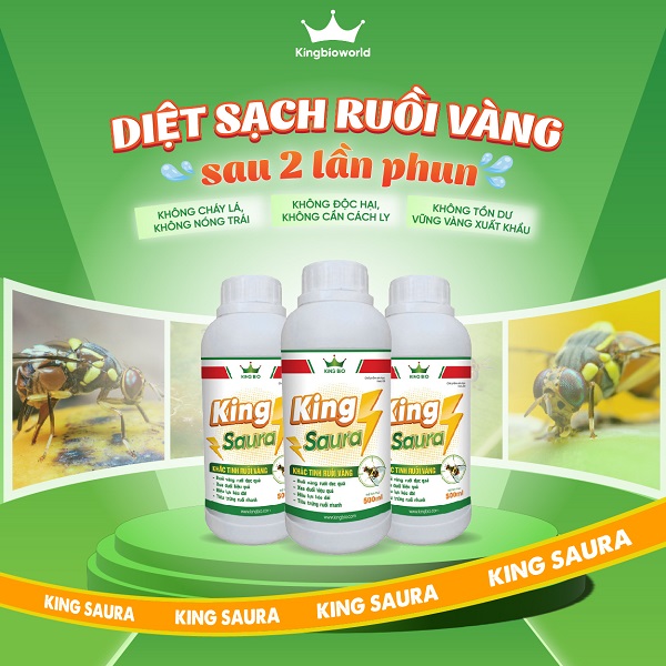 King Saura - Đặc trị ruồi vàng, ruồi đục trái hiệu quả, dứt điểm