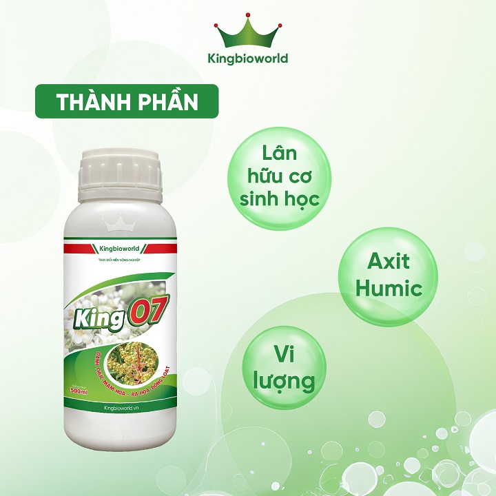 King 07 - Phân hóa mầm hoa, ra hoa đồng loạt, tăng khả năng thụ phấn