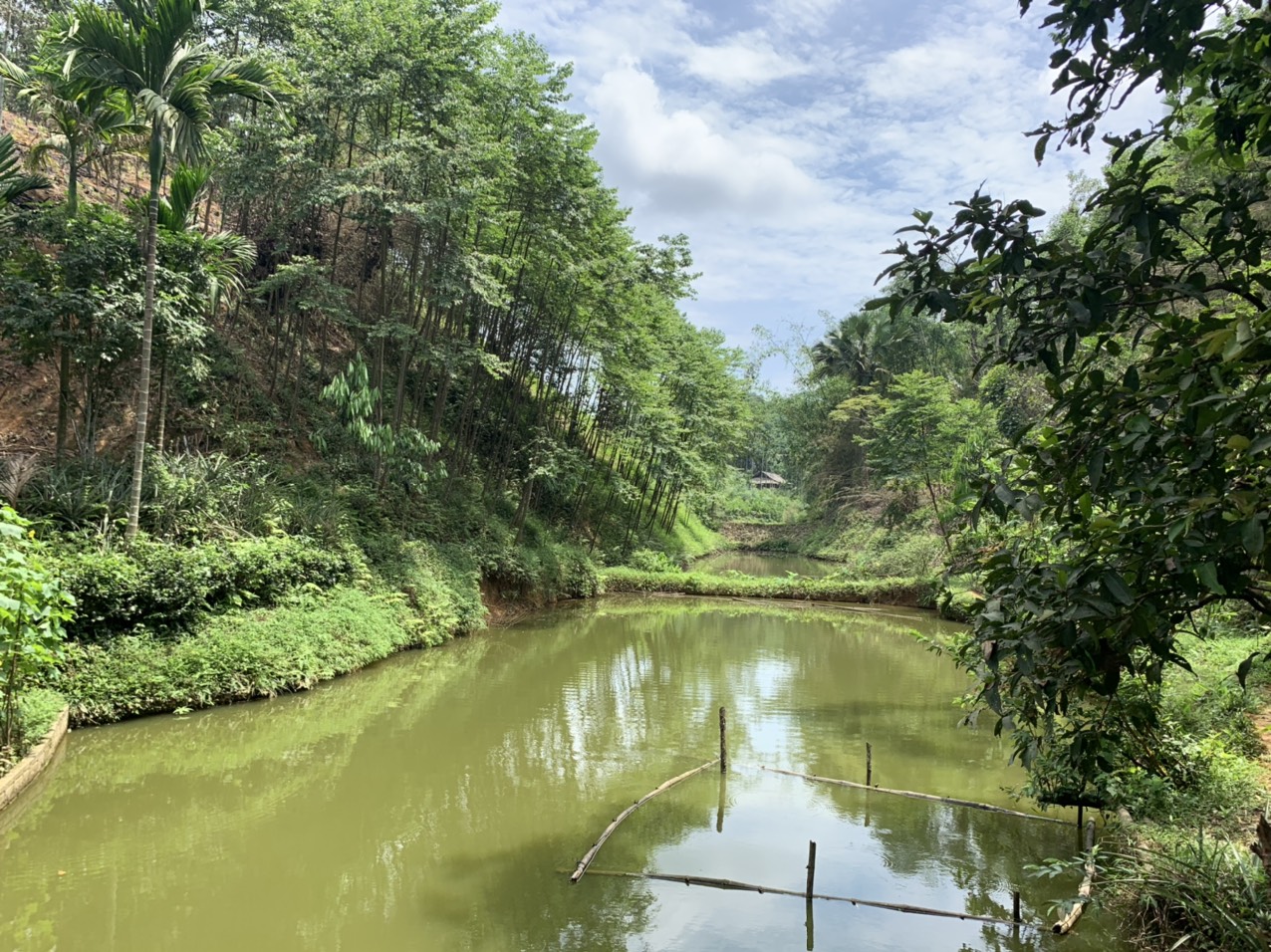 Bán trang trại rộng 6000m2 Văn Phú Yên Bái, 300m2 thổ cư, có vườn & ao