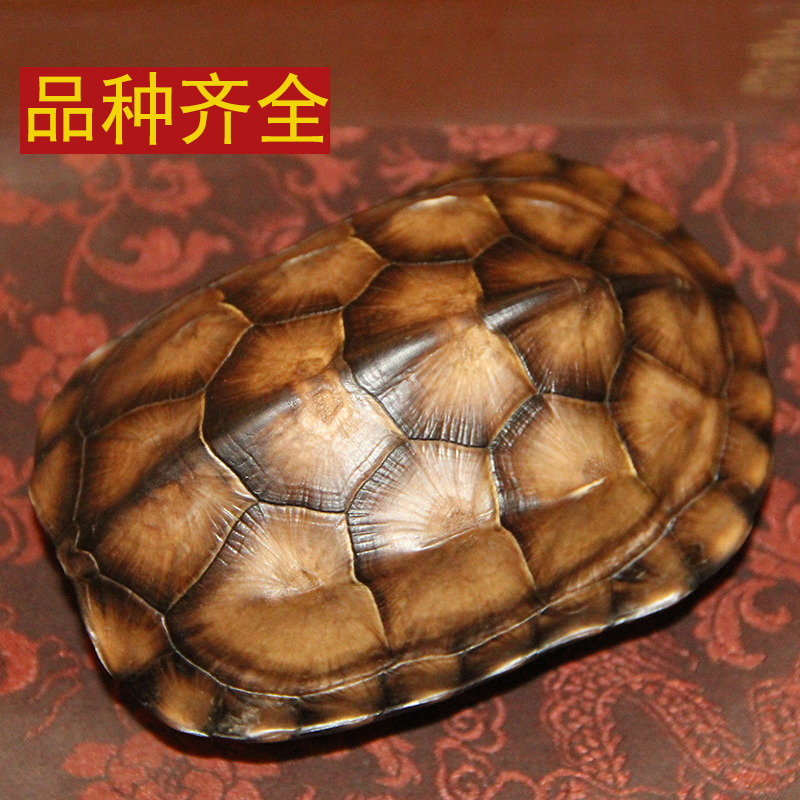 Bạn muốn khám phá các giải mã và dự đoán vận mệnh của mình? Hãy xem hình ảnh về Mai rùa gieo quẻ dịch - một trong những phương pháp xem vận mệnh phổ biến tại Trung Quốc.