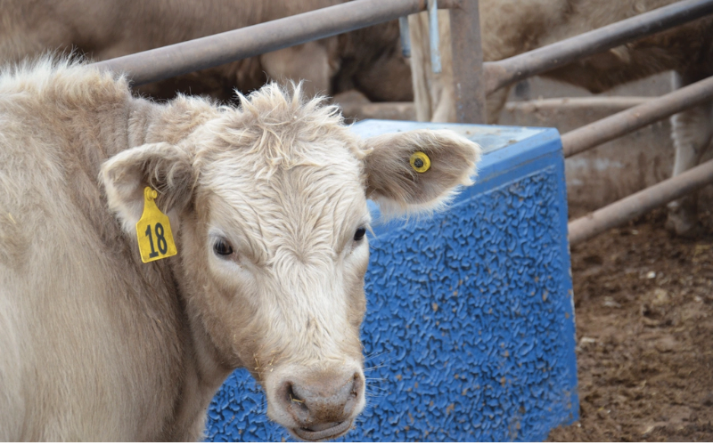 RFID trong quản lý vật nuôi