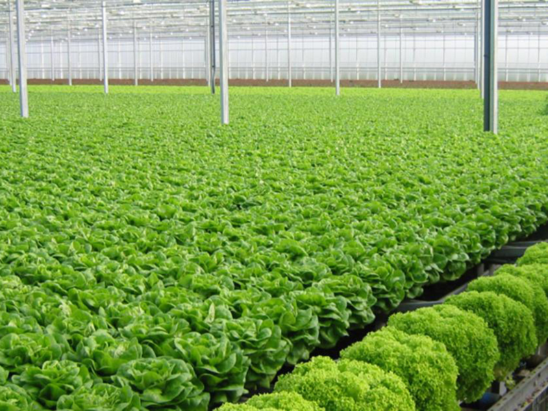 Phân biệt thực phẩm sạch và hữu cơ