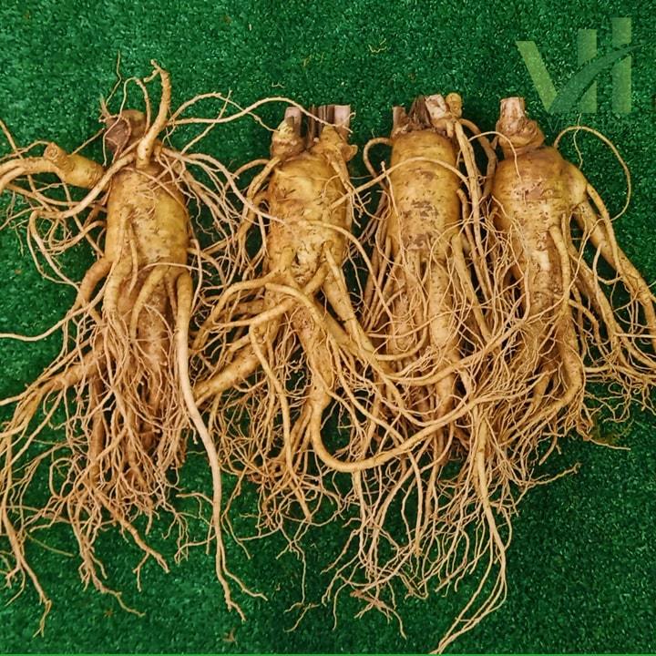 Những khác biệt giữa sâm tươi Hàn Quốc và các loại sâm khác