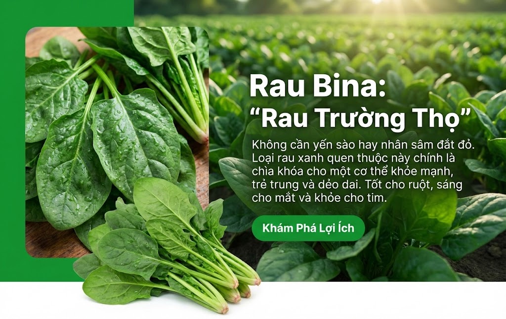 Cải bó xôi (Rau Bina) 