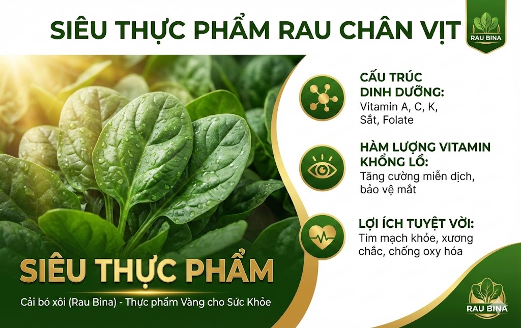 Cẩm Nang Cải Bó Xôi: DINH DƯỠNG & MÓN NGON