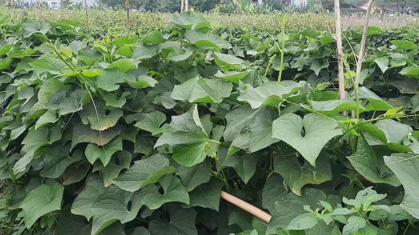 Ngọn Su Su Mang trong mình cả cái se lạnh của sương núi.