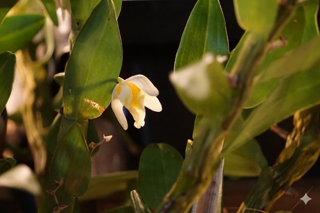 Nụ hoa khiêu vũ cùng ánh sáng