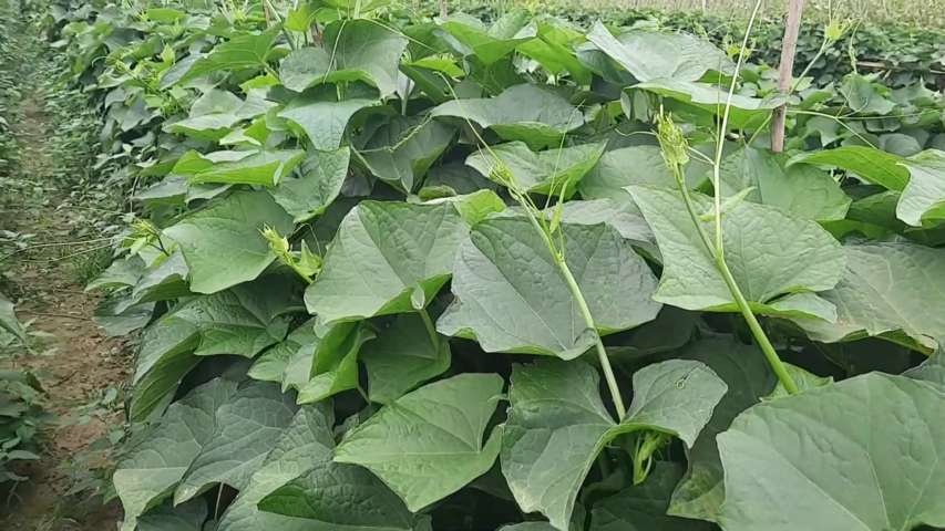 Bữa cơm với rau xanh mộc mạc