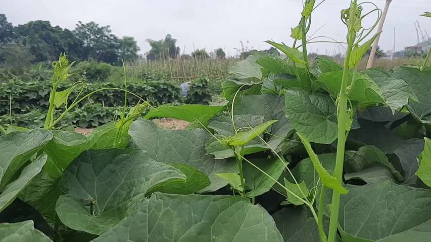 Ký ức mộc mạc tuổi thơ