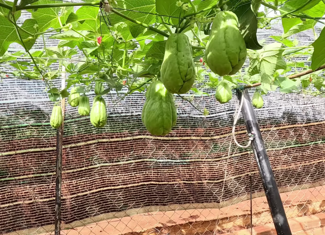 Sương sớm trên rẻo cao