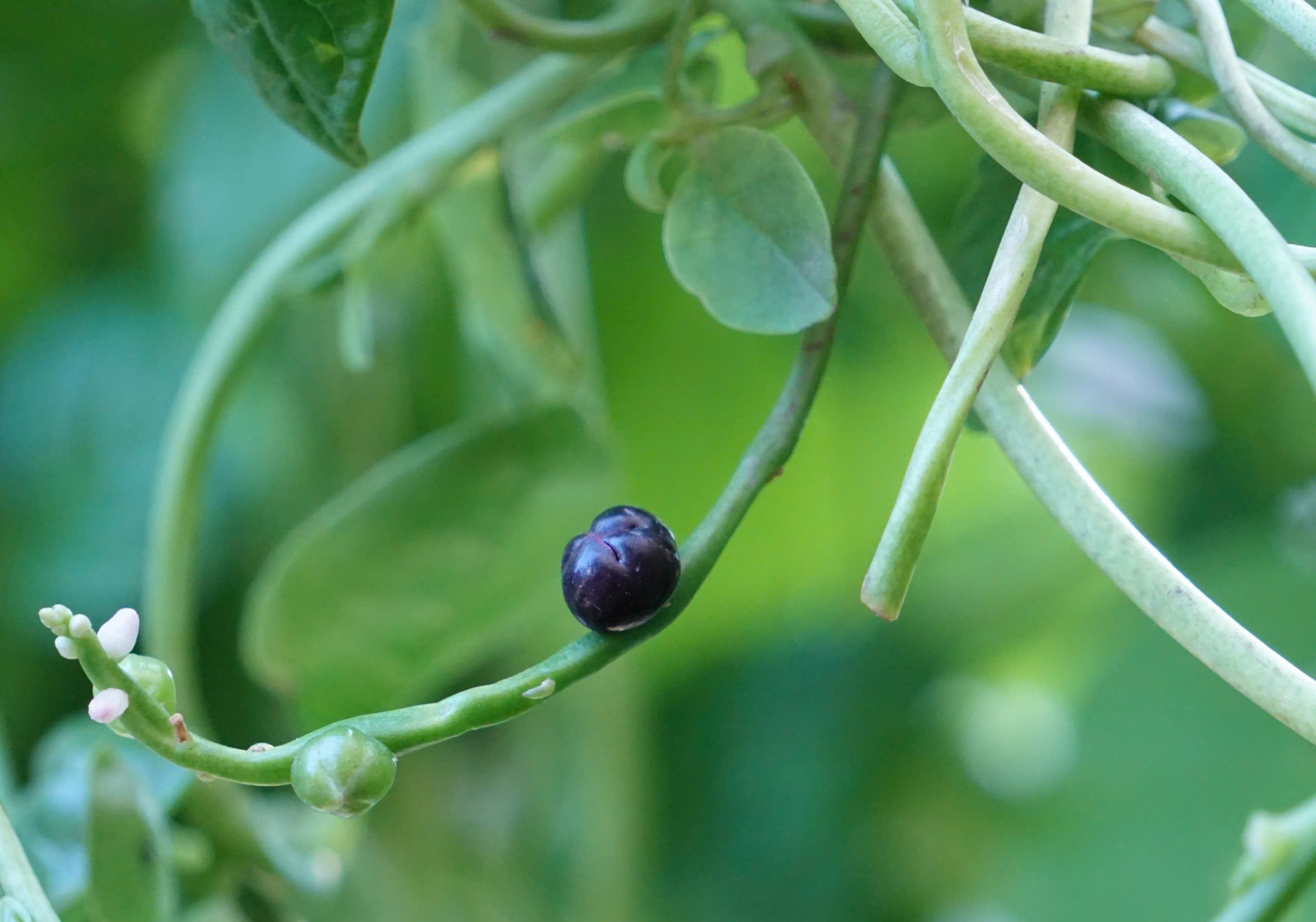 Viên quả sẫm màu trên nhành dây leo